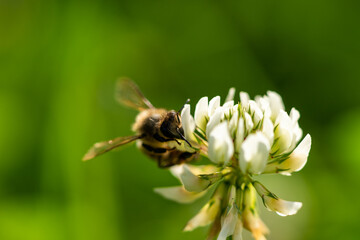 honeybee collecting pollen from a clover blossom in the garden in summertime