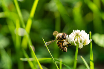 honeybee collecting pollen from a clover blossom in the garden in summertime
