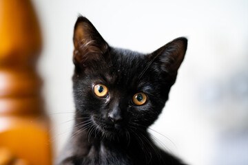 Beautiful black cat - kitten