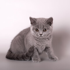 Fototapeta na wymiar British shorthair cat