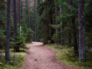 narrow winding trail in a dark forest among fir trees