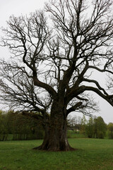 oldest estonian oak tree Tamme-Lauri in the field spring view