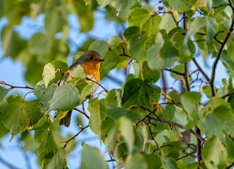 close up of a robin bird resting on a tree and chirping in fall