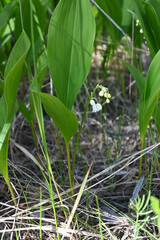 lilies of the valley