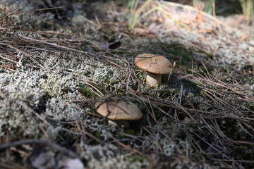 mushrooms
