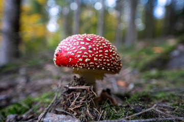 poisonous toadstool amanita muscaria mushroom on forest soil in fall
