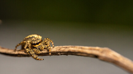 jumping wolf spider close up view looking into the camera