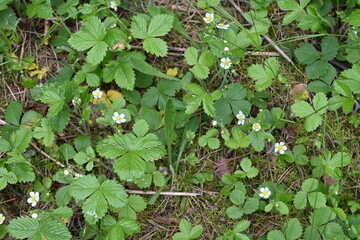 forest flowers