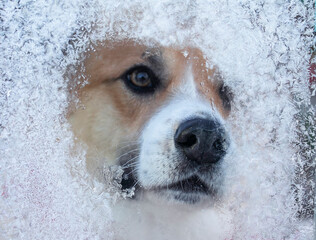 winter portrait funny dog peek into frozen glass