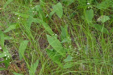 lilies of the valley