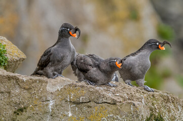 Crested Auklets (Aethia cristatella) at St. George Island, Pribilof Islands, Alaska, USA