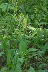 lilies of the valley