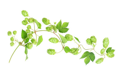 Isolated branch with ripe hops