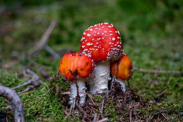 poisonous toadstool amanita muscaria mushroom on forest soil in fall