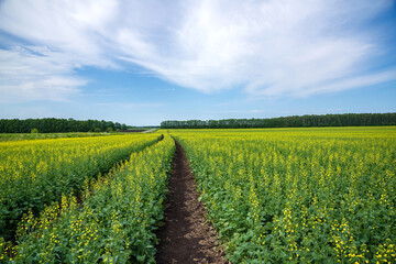 Flowering mustard fields on a sunny summer day. Dirt road going far.