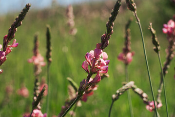 Wild pink flowers. Nature photo