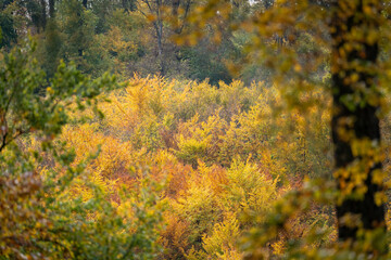 view of a forest in autumn sunshine with deciduous trees and leaves in beautiful yellow and red colors