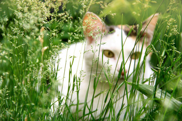 white cat with black and red spots hid in the grass and looks out from an ambush while playing