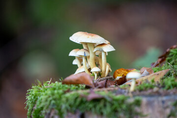 Hypholoma fasciculare fungus growing on a tree stump
