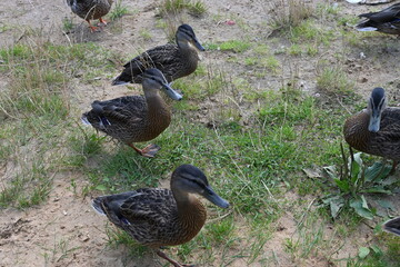 ducks