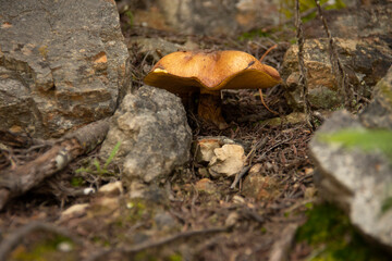 colombia boyaca villa de leyva raquira