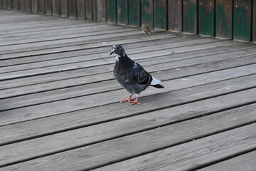 pigeon