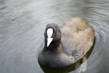 Water hen in Regent Canal in London - Water bird