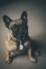 small Bulldog, also known as the English Bulldog or British Bulldog, is a medium-sized dog breed. It is a muscular, hefty dog. sitting and cute 