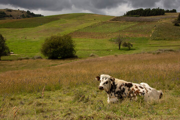 colombia boyaca villa de leyva raquira