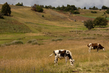colombia boyaca villa de leyva raquira