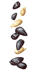 Falling sunflower black and peeled seeds