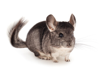Obraz premium Little gray chinchilla.