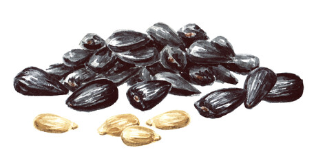 Sunflower black and peeled seeds. Hand drawn watercolor illustration isolated on white background