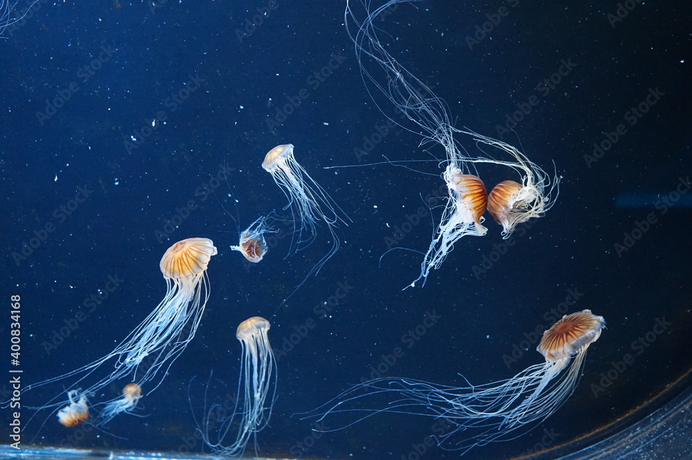 Wall mural jellyfish in aquarium