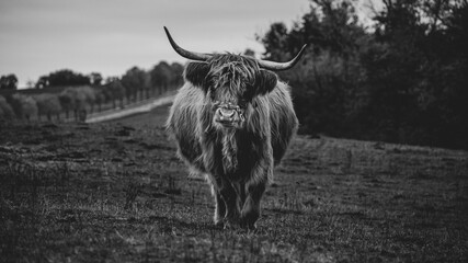 Long-haired brown longhorn highland cattle on meadow in hessen, germany
