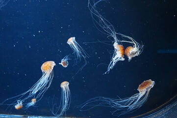 jellyfish in aquarium