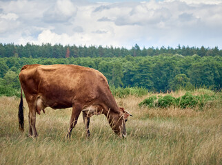 Cow on a green field.