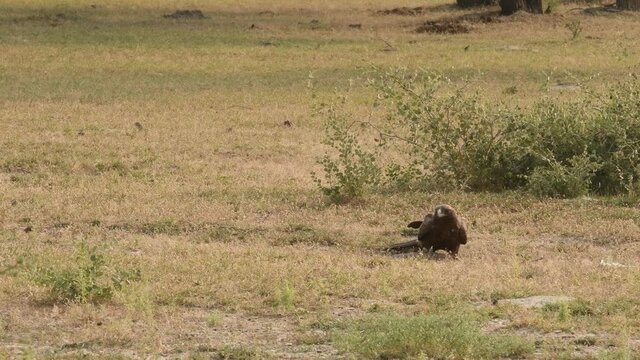 Wide shot of Booted eagle or Hieraaetus pennatus with a Spiny-tailed lizard kill in claws in an open field at tal chappar blackbuck sanctuary churu rajasthan India
