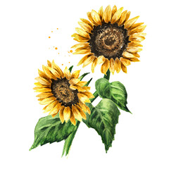 Sunflower on a stem with leaves