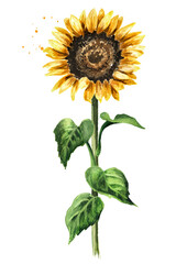 Sunflower on a stem with leaves. Hand drawn watercolor illustration, isolated on white background