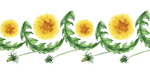 Watercolor seamless border with stylized buds, flowers and leaves of the Dandelion plant