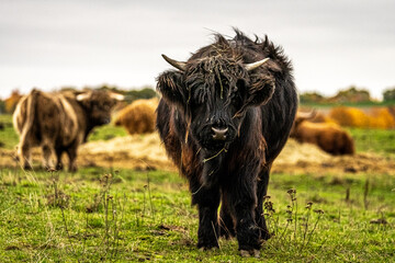 Fototapeta premium Long-haired longhorn black highland cattle on meadow in hessen, germany