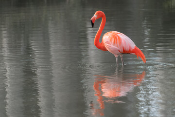 pink flamingo in water