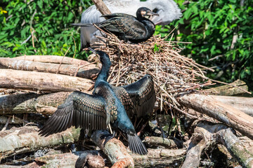 Great Cormorants (Phalacrocorax carbo) on pond