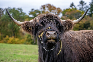 Long-haired longhorn black highland cattle on meadow in hessen, germany