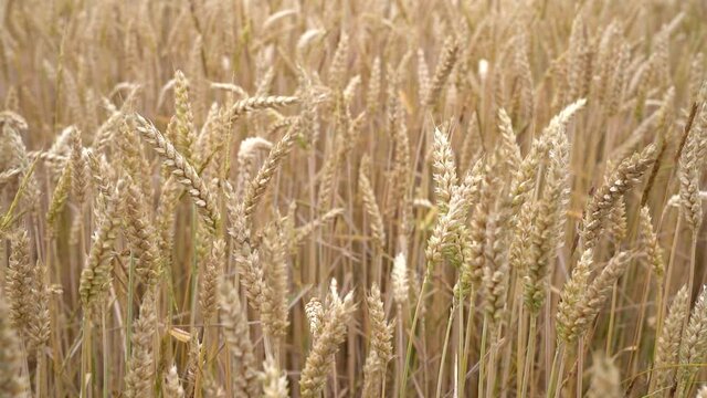 Nahaufnahme von hellbraunen Weizen&auml;hren in einem Feld 