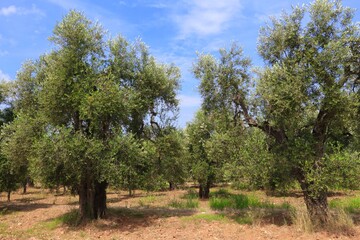Gargano olive trees