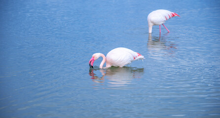 pink flamingo looks for food in the Molentargius pond in Cagliari, southern Sardinia
