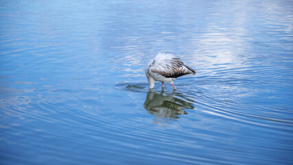 young flamingo looks for food in the Molentargius pond in Cagliari, southern Sardinia
