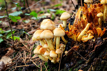 Nationaal Park De Loonse en Drunense Duinen, found in the forest beautiful group of mushrooms, psathyrella. 